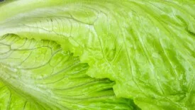 Iceberg lettuce