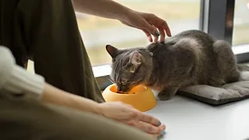Cat eating pet food