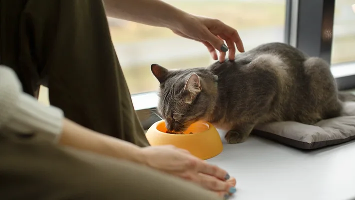 Cat eating pet food
