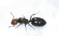 Ant prevention tips for food facilities