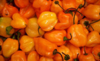 Habanero peppers recalled for Salmonella risk