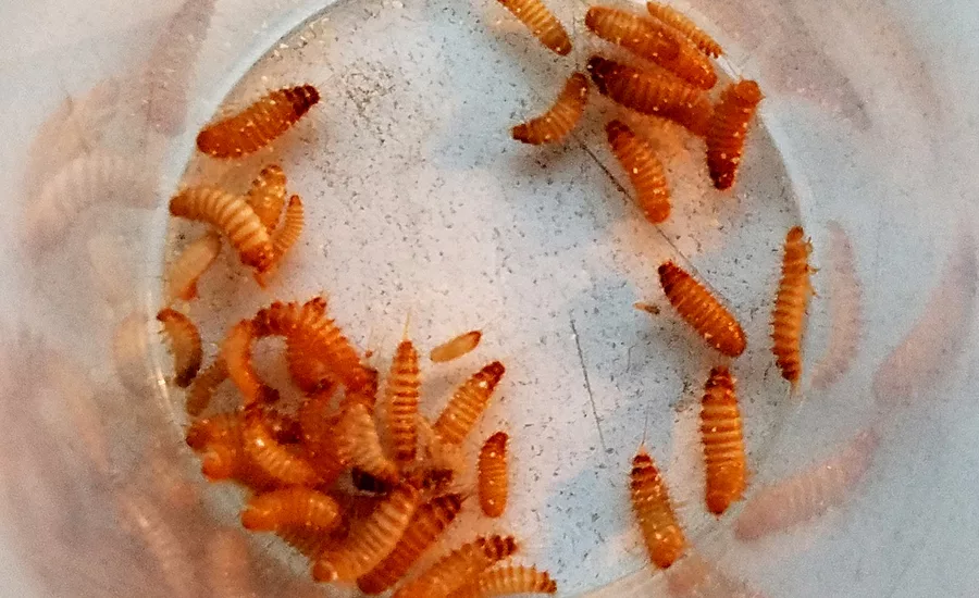 Destructive food pest found in Philadelphia rice shipment