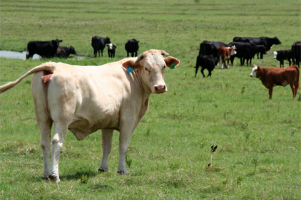 Cattle associations urge USDA to drop new supplemental beef checkoff program