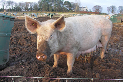 After lean months, profits on the horizon for pork producers