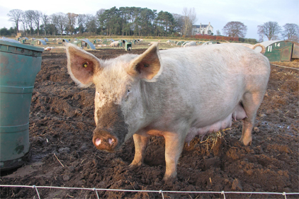 Pork virus reported in 15 states