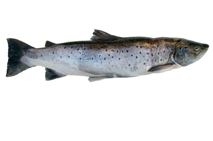 Genetically modified salmon can breed with conventional wild fish