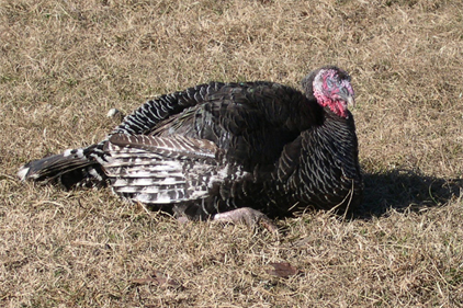 Missouri confirms bird flu at second turkey farm