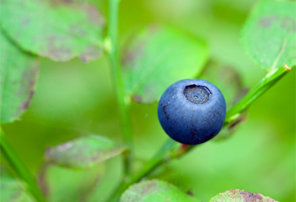 Blueberry purchases up significantly