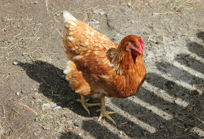 Alleged chicken abuse caught on undercover video