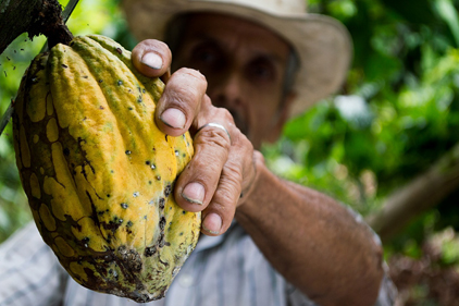 Sustainable cocoa