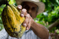 ADM to sell global cocoa business to Olam