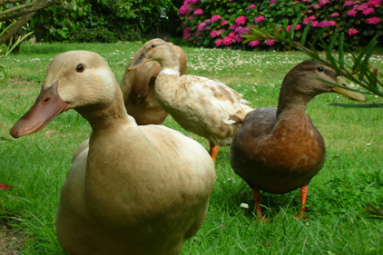 Supreme Court rejects challenge to foie gras ban