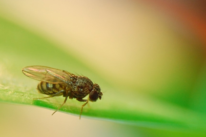 GE fruit flies could save crops
