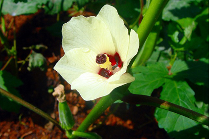 Okra may increase shelf life of ice cream