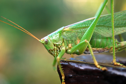 insects, the food of the future