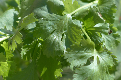 Giant Food removes cilantro for possible food safety risk