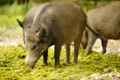 Sodium nitrite tested as poison on feral swine