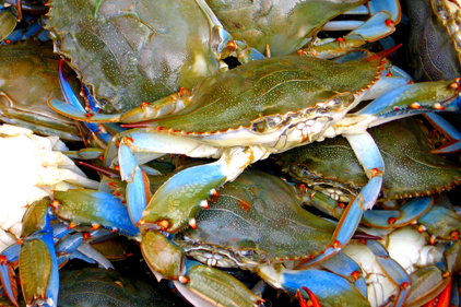 Oceana study reveals crab cake fraud