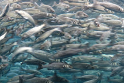 Pacific sardine season called off