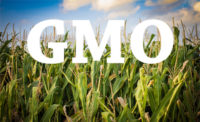 Judge rules Maui GMO ban invalid