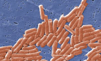 Two outbreaks of Salmonella Enteritidis linked to raw, frozen, stuffed chicken
