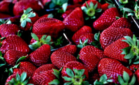 Edible coatings may increase shelf life of strawberries