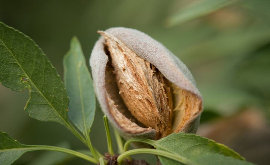 California almond industry launches strategic effort to cultivate innovation, sustainability