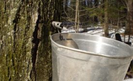 Maple syrup producers ask feds to crack down on ‘misbranding’