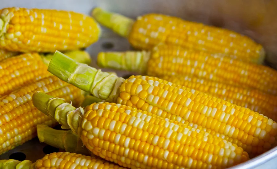corn