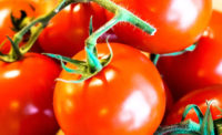 Tomato plant fined for wastewater violations
