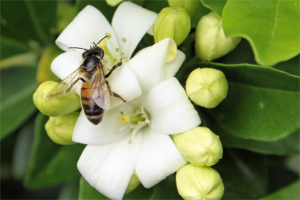Study shows wild honey bees integral to global food system
