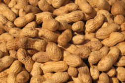 China Suspends US Sunland Nut Imports