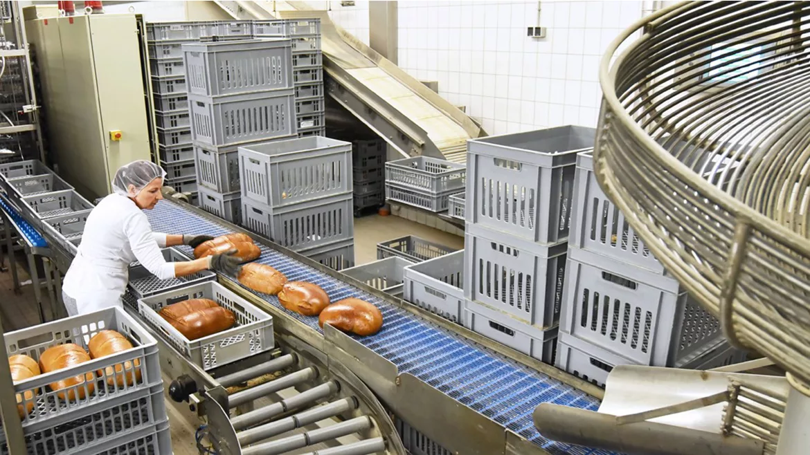Manufacturing line operator Manufacturing line operator placing bread in crates. She is surrounded by empty crates.