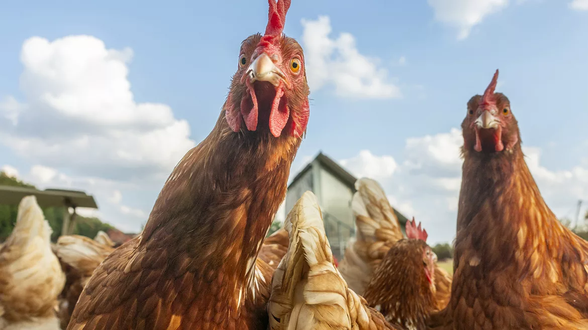 Close up of chickens staring into the camera.
