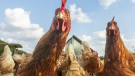 Close up of chickens staring into the camera.