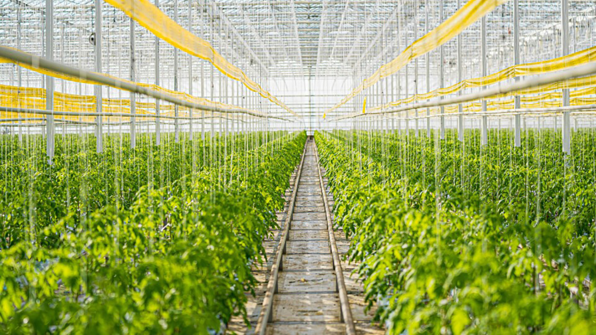 Nature Fresh Farms greenhouse.