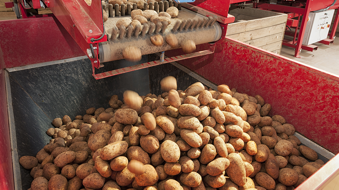 Harvested potatoes falling from a conveyor belt on a processing machine into a hopper collection following automatic grading.