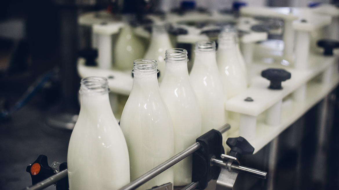 Milk in glass bottles going through the processing machine before lids have been placed.