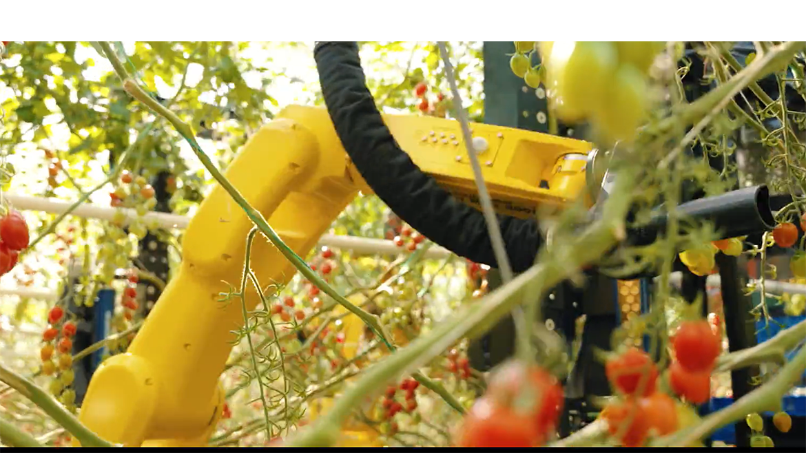 FANUC tomato harvesting
