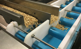 feeding almonds to conveyors