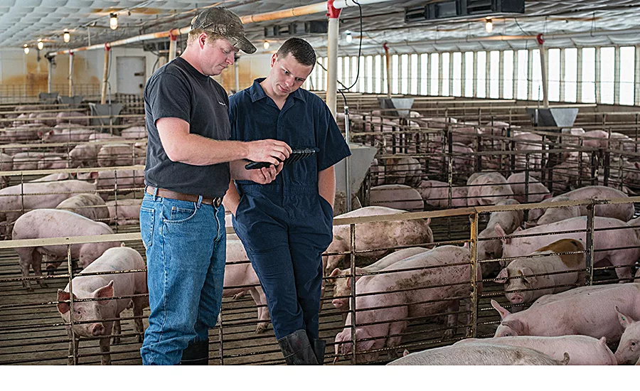 Smithfield Foods livestock