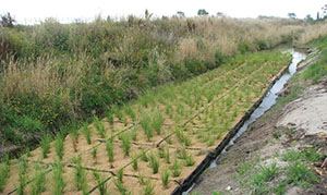 floating wetlands