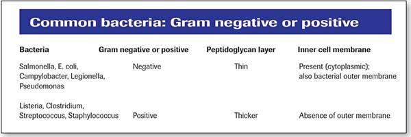 common bacteria chart