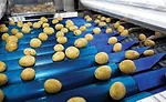 sorting potatos