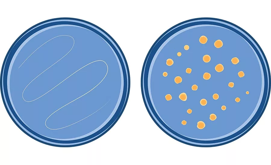 petri dishes