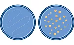 petri dishes