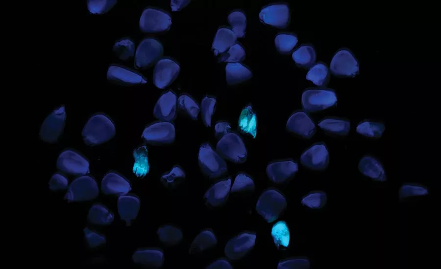 cancer-causing, aflatoxin-infected grains