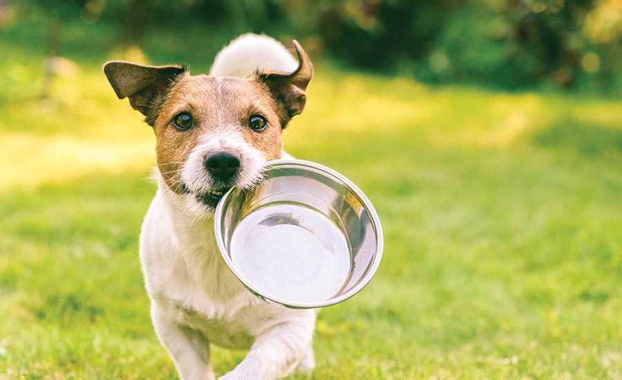 Pet food: Safety and quality count | 2020-12-03 | Food Engineering