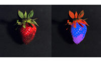Strawberry Comparison