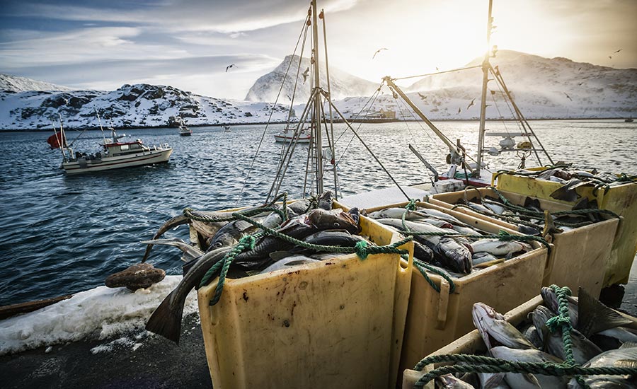 Nordic seafood – Starfrost